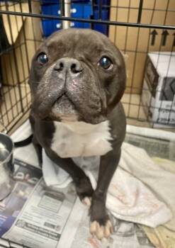 Rescue Mixed Breed Dogs for Adoption in Chamblee, Georgia - Genevieve | PetCurious