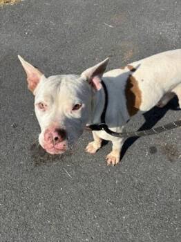 26-599 Nash -  Terrier and Mixed Breed Dog for Adoption in Barnesville, Georgia - 26-599 Nash | PetCurious