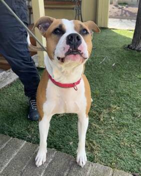 American Staffordshire Terrier Dogs Available for Adoption - Ravioli | PetCurious