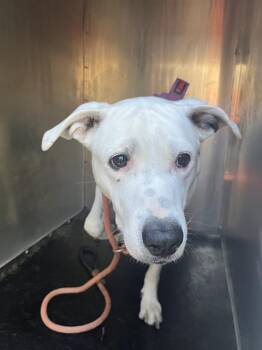 DICE -  Pit Bull Terrier Dog for Adoption in West Valley City, Utah - DICE | PetCurious