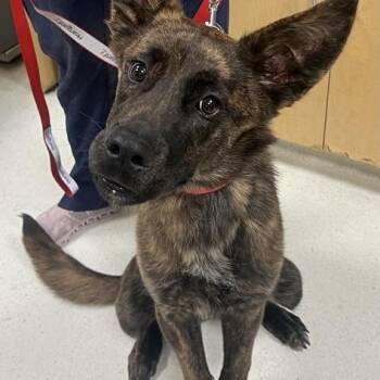 Crockpot -  Dutch Shepherd Dog for Adoption in Baltimore, Maryland - Crockpot | PetCurious