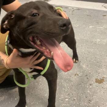 Cosette -  Mixed Breed Dog Available for Adoption in Saint Joseph, Missouri - Cosette | PetCurious