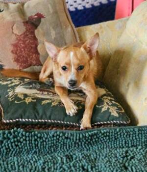 Binxy in LA -  Chihuahua Dog for Adoption in Cranston, Rhode Island - Binxy In LA | PetCurious