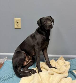 Lavender -  Retriever and Mixed Breed Dog for Adoption in New Orleans, Louisiana - Lavender | PetCurious