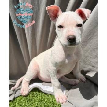 Pit Bull Terrier Dogs Available for Adoption in Inglewood, California - Cashew | PetCurious