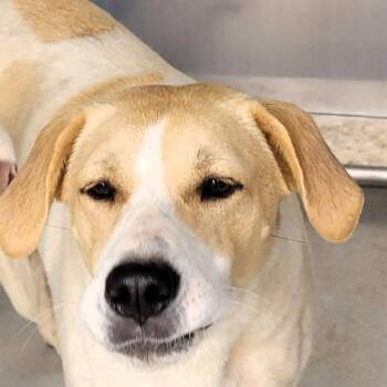 Mixed Breed Dogs Available for Adoption in Shelburne, Vermont - Butters | PetCurious