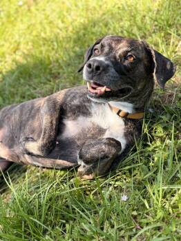 Rescue Hound and Mixed Breed Dogs for Adoption in Labelle, Florida - Hazel | PetCurious