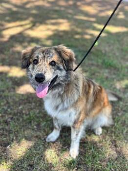 Golden Retriever and Great Pyrenees Dogs Available for Adoption in Aiken, South Carolina - Hank | PetCurious