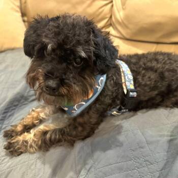 Jasper (Benefactor Dog) -  Yorkshire Terrier and Miniature Poodle Dog for Adoption in New Orleans, Louisiana - Jasper (Benefactor Dog) | PetCurious