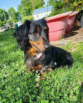 Dachshund Dogs Available for Adoption in Shelbyville, Tennessee - Franky In TN | PetCurious