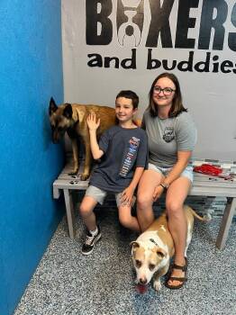Darth Malinois -  Shepherd Dog for Adoption in Carson City, Nevada - Darth Malinois | PetCurious