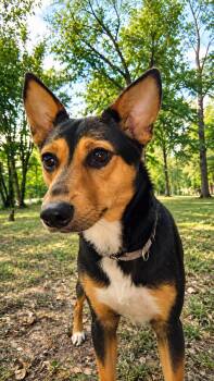 Sally -  German Shepherd Dog and Cattle Dog Dog for Adoption in Mount Pleasant, Texas - Sally | PetCurious