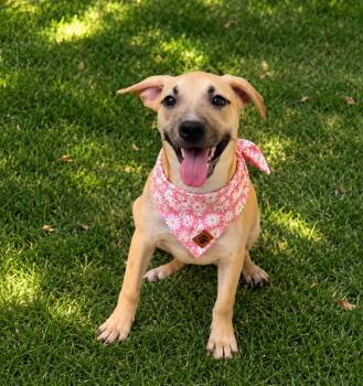 Ramen -  Shepherd Dog for Adoption in Phoenix, Arizona - Ramen | PetCurious