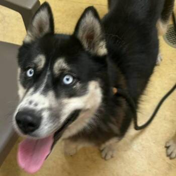 MAYA -  Husky Dog for Adoption in Bowling Green, Ohio - MAYA | PetCurious