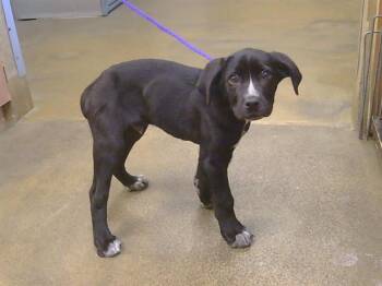DOMINO -  Australian Cattle Dog Blue Heeler and Boxer Dog for Adoption in Sacramento, California - DOMINO | PetCurious