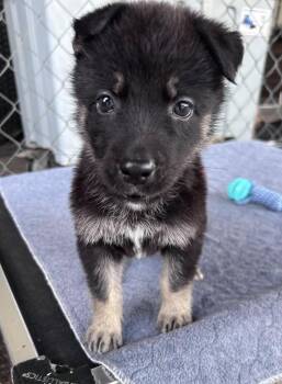 *Mila -  German Shepherd Dog Dog for Adoption in Fort Worth, Texas - *Mila | PetCurious
