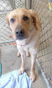 Golden Retriever Dogs Available for Adoption in Saint Clairsville, Ohio - Kilo | PetCurious