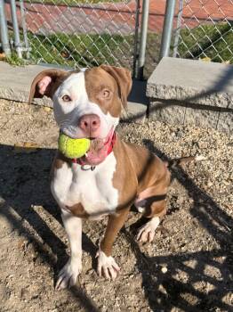 Rescue Pit Bull Terrier Dogs for Adoption in New Rochelle, New York - Rylie | PetCurious