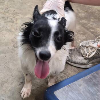 Chloe -  Jack Russell Terrier and Papillon Dog for Adoption in Hattiesburg, Mississippi - Chloe | PetCurious