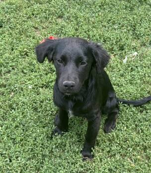 Shadow Jules -  Black Labrador Retriever Dog for Adoption in Lexington, Kentucky - Shadow Jules | PetCurious