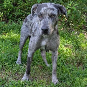 Mercy -  Catahoula Leopard Dog and Mixed Breed Dog for Adoption in Charlottesville, Virginia - Mercy | PetCurious