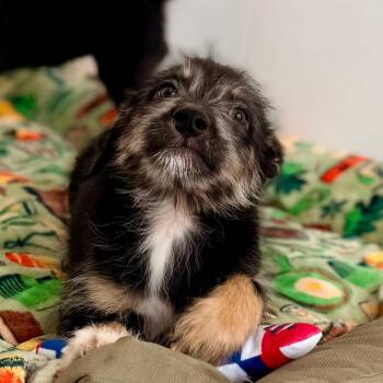 Cypress -  Wheaten Terrier and Mixed Breed Dog for Adoption in Green Bay, Wisconsin - Cypress | PetCurious