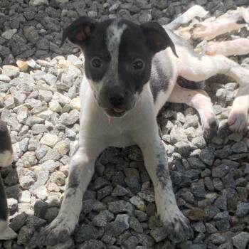 Cat -  Mixed Breed Dog Available for Adoption in Franklin, North Carolina - Cat | PetCurious