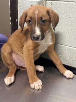 Professor Plum -  German Shepherd Dog Dog for Adoption in Red Bluff, California - Professor Plum | PetCurious