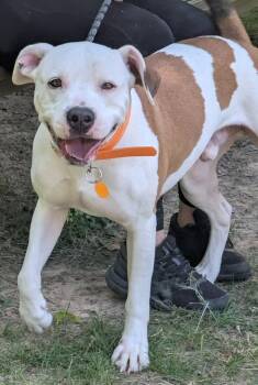 Terrier Dogs Available for Adoption in Waverly, Tennessee - ZEUS | PetCurious