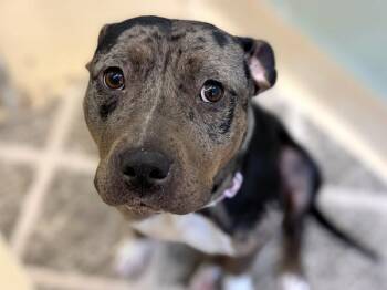 Pit Bull Terrier Dogs Available for Adoption - Ginger Spice | PetCurious