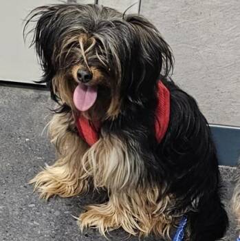 Yorkshire Terrier and Mixed Breed Dogs Available for Adoption in Schenectady, New York - Beowolf | PetCurious