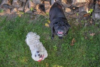 Jewel & Bowie (BONDED PAIR) -  Maltese Dog for Adoption in Pelham, Massachusetts - Jewel & Bowie (BONDED PAIR) | PetCurious