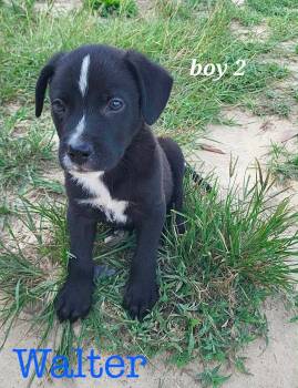 W litter Walter -  Border Collie and Labrador Retriever Dog for Adoption in Semmes, Alabama - W Litter Walter | PetCurious