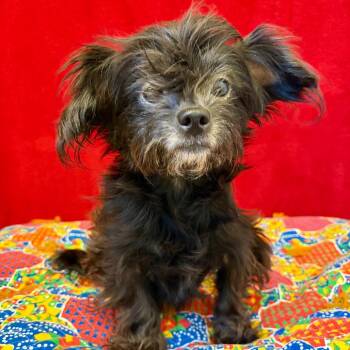 Pearl -  Lhasa Apso Dog for Adoption in Pekin, Illinois - Pearl | PetCurious