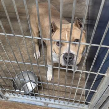 Peyton -  Pit Bull Terrier and Mixed Breed Dog for Adoption in Montgomery, Alabama - Peyton | PetCurious