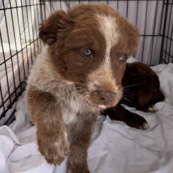 Mixed Breed Dogs Available for Adoption in Moab, Utah - Rozzie Bear (Remi) | PetCurious