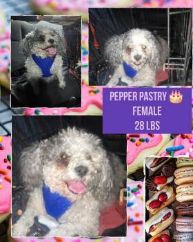 Poodle Dogs Available for Adoption in West Milwaukee, Wisconsin - Pepper $400 | PetCurious