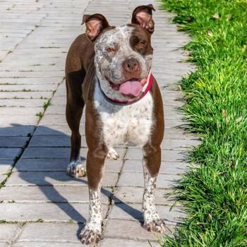 MILK DUDS -  Pit Bull Terrier and Mixed Breed Dog for Adoption in St. Louis, Missouri - MILK DUDS | PetCurious