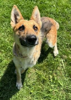 Rescue German Shepherd Dog and Australian Cattle Dog Blue Heeler Dogs for Adoption in Willmar, Minnesota - Sequoia | PetCurious