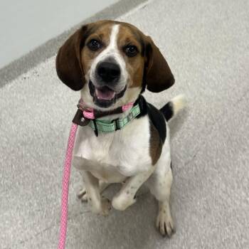 Bablu -  Beagle Dog for Adoption - Bablu | PetCurious