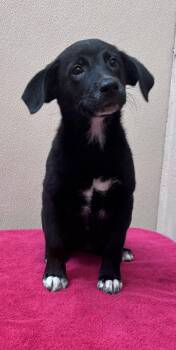 Hattie -  Border Collie and Labrador Retriever Dog for Adoption in Watertown, Connecticut - Hattie | PetCurious