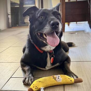 Rootbeer -  Black Labrador Retriever Dog for Adoption in Los Angeles, California - Rootbeer | PetCurious