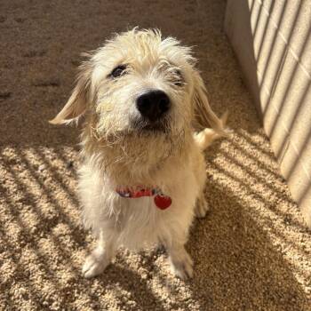 Cider -  Wheaten Terrier Dog for Adoption in Phoenix, Arizona - Cider | PetCurious