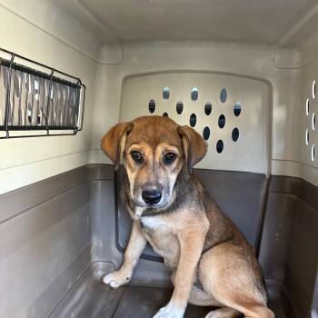 Shepherd and Mixed Breed Dogs Available for Adoption in Montgomery, Alabama - Nakita | PetCurious