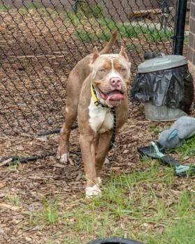 Koa -  Mixed Breed Dog for Adoption in Chamblee, Georgia - Koa | PetCurious