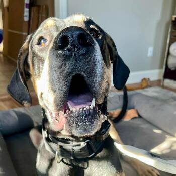 Great Dane and Greater Swiss Mountain Dog Dogs Available for Adoption in Bullard, Texas - Hank | PetCurious
