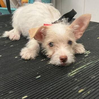 IVHS-A-141712 -  Chihuahua and Schnauzer Dog for Adoption in San Gabriel, California - IVHS-A-141712 | PetCurious