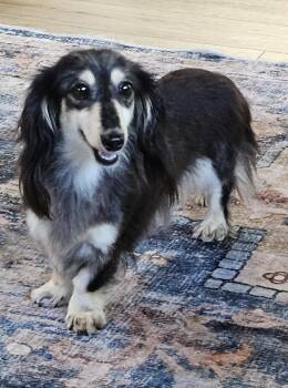 Ella -  Dachshund Dog for Adoption in Martinsville, Indiana - Ella | PetCurious