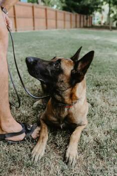 Big Tina - Located in Georgia -  Belgian Shepherd Malinois Dog for Adoption in Imlay City, Michigan - Big Tina - Located In Georgia | PetCurious