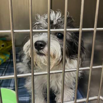 MooMoo -  Maltese and Chihuahua Dog for Adoption in Palestine, Texas - MooMoo | PetCurious